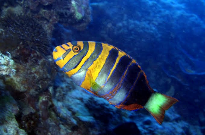 What do Herbivorous Fish Eat